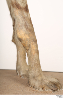 Striped Hyena Hyaena hyaena leg 0003.jpg